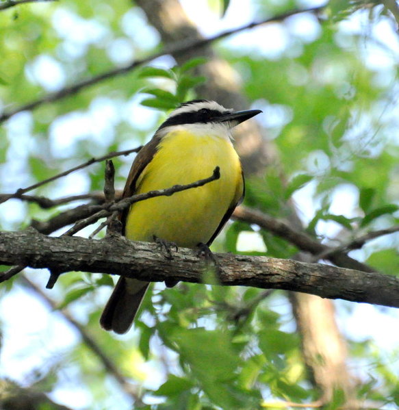 Great Kiskadee.jpg