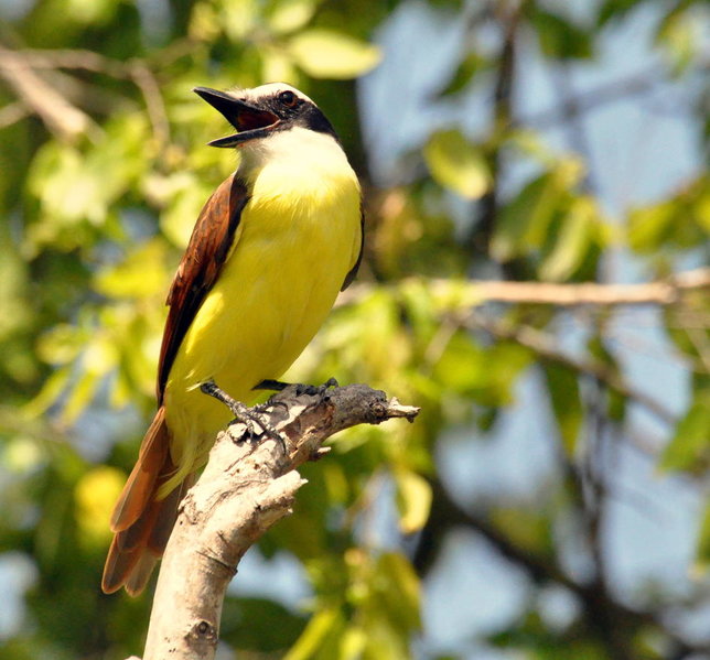 Great Kiskadee.jpg