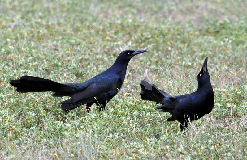 Great tailed Grackles.jpg