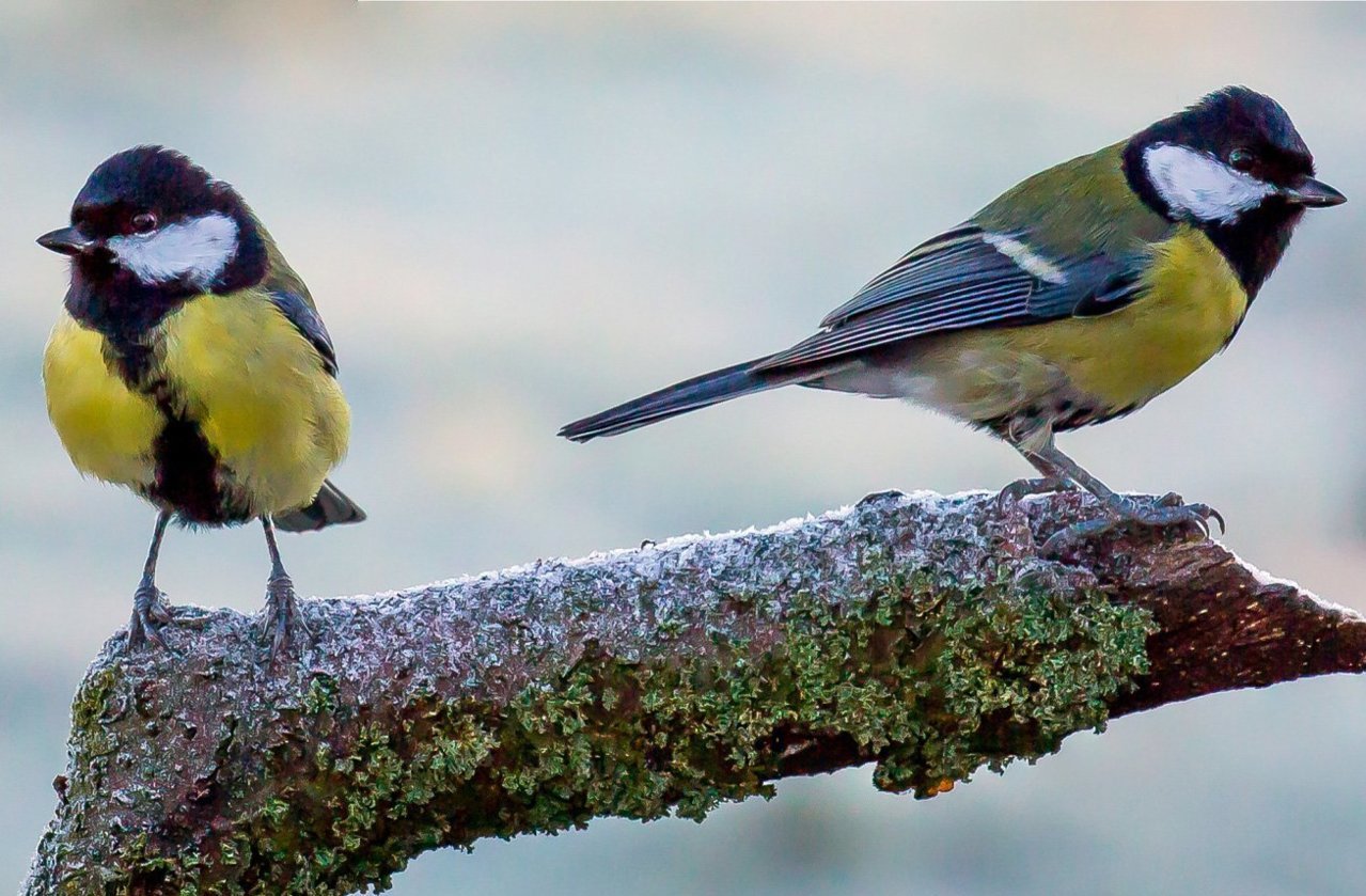 great_tit_1306x.jpg