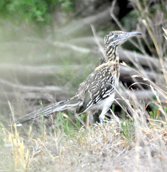 Greater Roadrunner.jpg