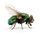 green-fly.jpg