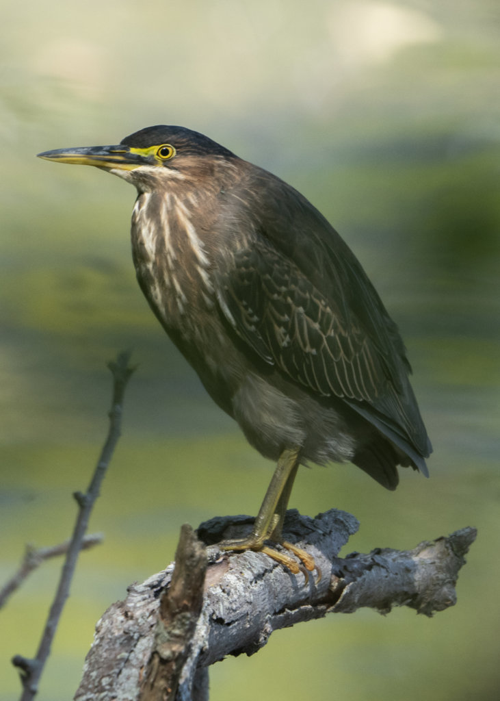 Green Heron (9-27-2021)2.jpg