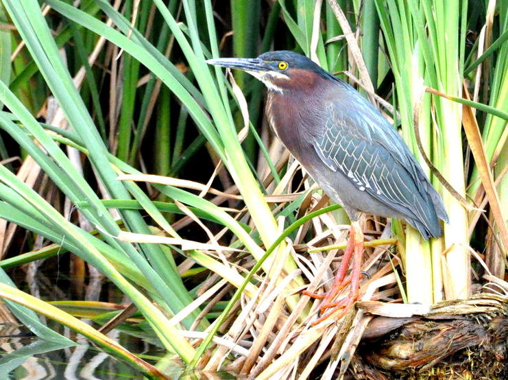 Green Heron.jpg