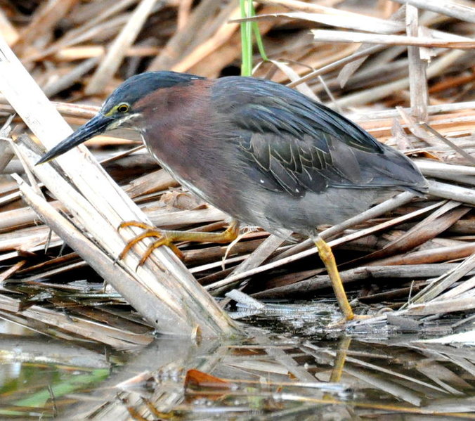 Green Heron.jpg