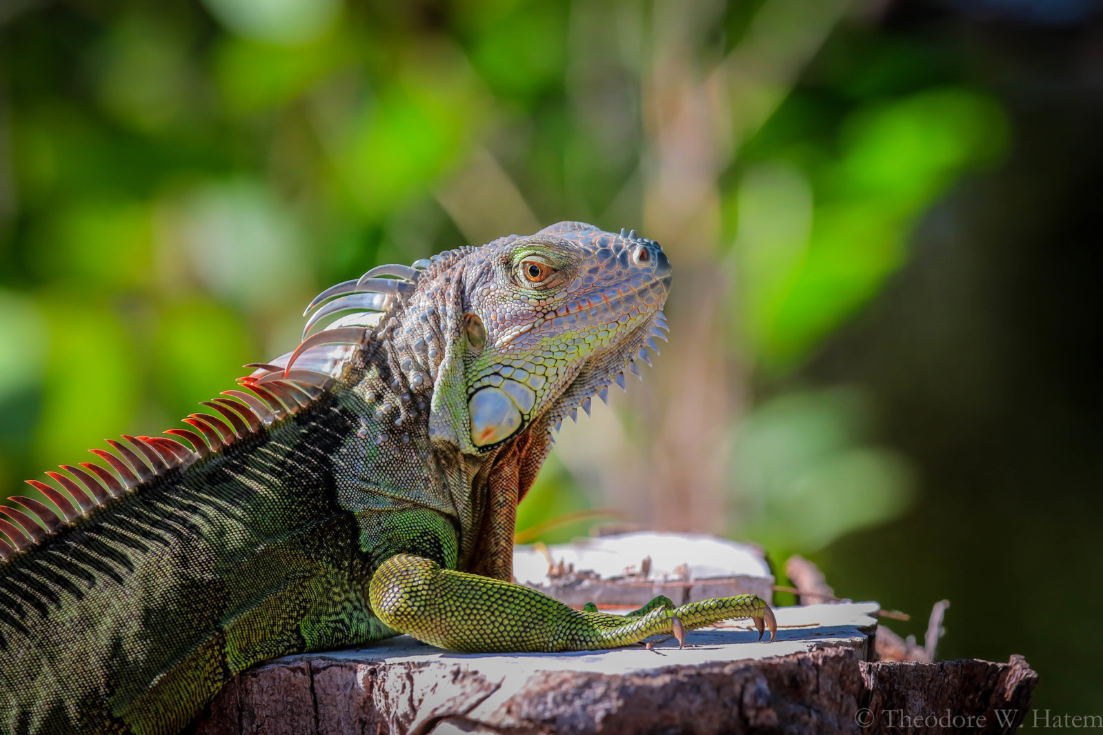 Green Iguana.jpg