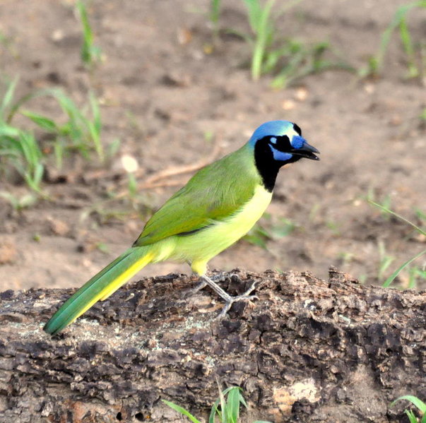 Green Jay.jpg