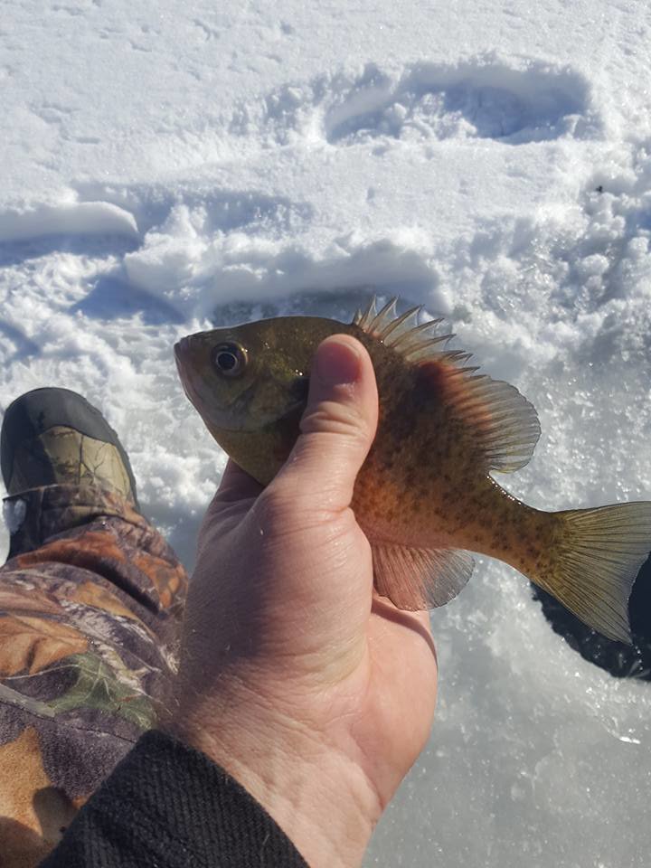 green sunfish.jpg