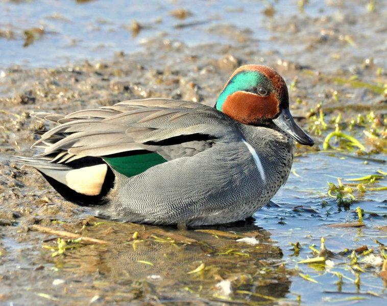 green-wing teal.jpg
