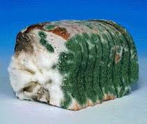 greenbread_b48ded2d657efe4c6d6c48f4592b8ff5ab3dd2d8.jpg