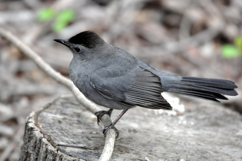 Grey Catbird.jpg