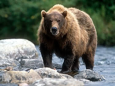 grizzly_alaska_fr_c81f40298aa62e05fbbe581e1cb83340c48d91ee.jpg
