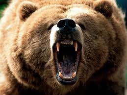 grizzly_eb9e9baf525e1d343daf5932119f0e0175346926.jpg