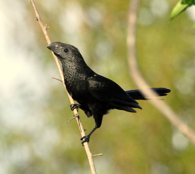 Groove-billed Ani.jpg