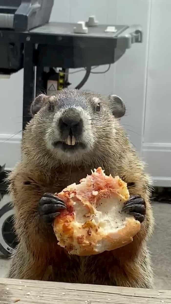 groundhog-eating-pizza-4.jpg