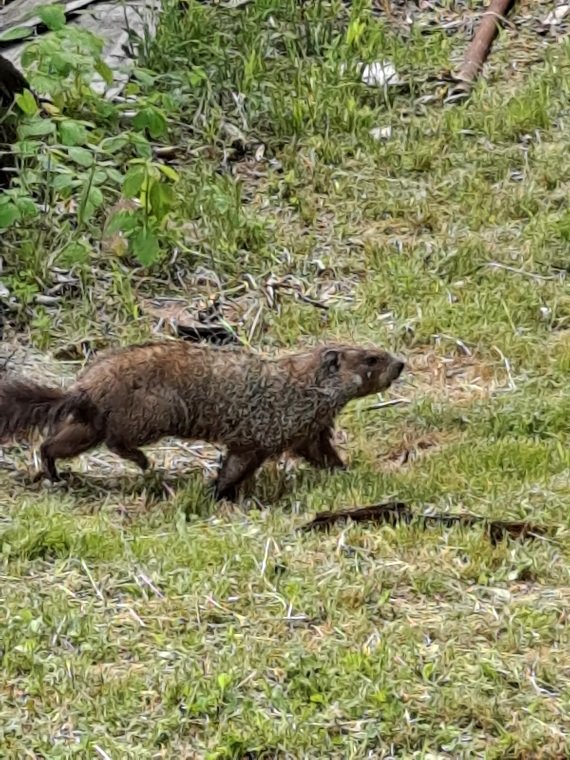 Groundhog2.jpg