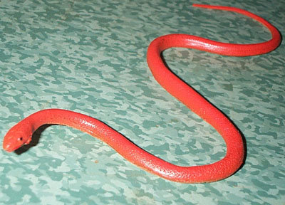groundsnake-baby.jpg