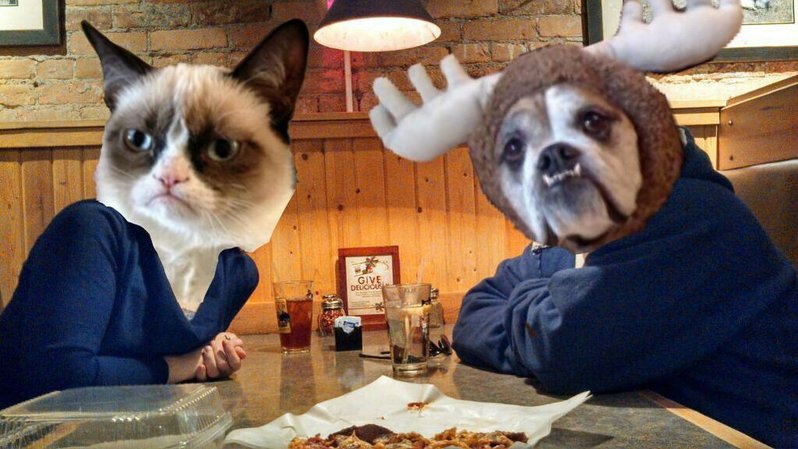 grumpy cat-picsay.jpg
