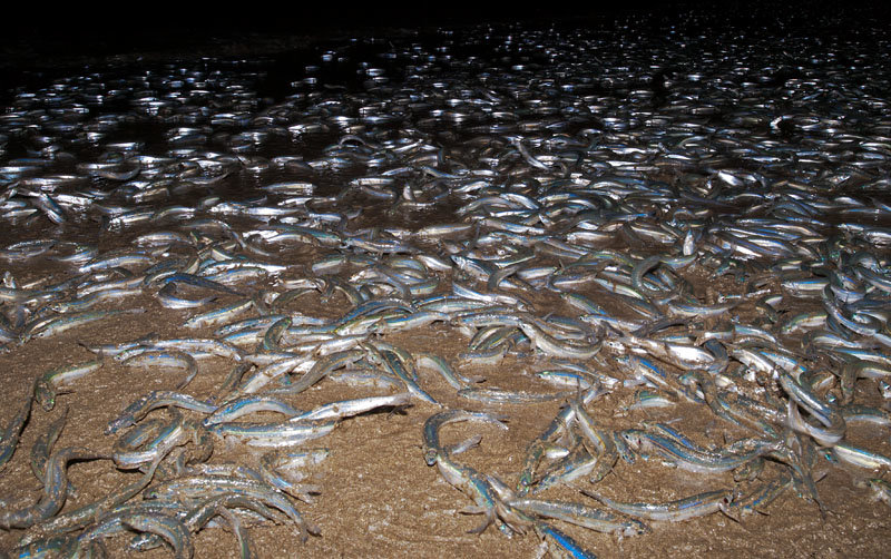 grunion_fish.jpg