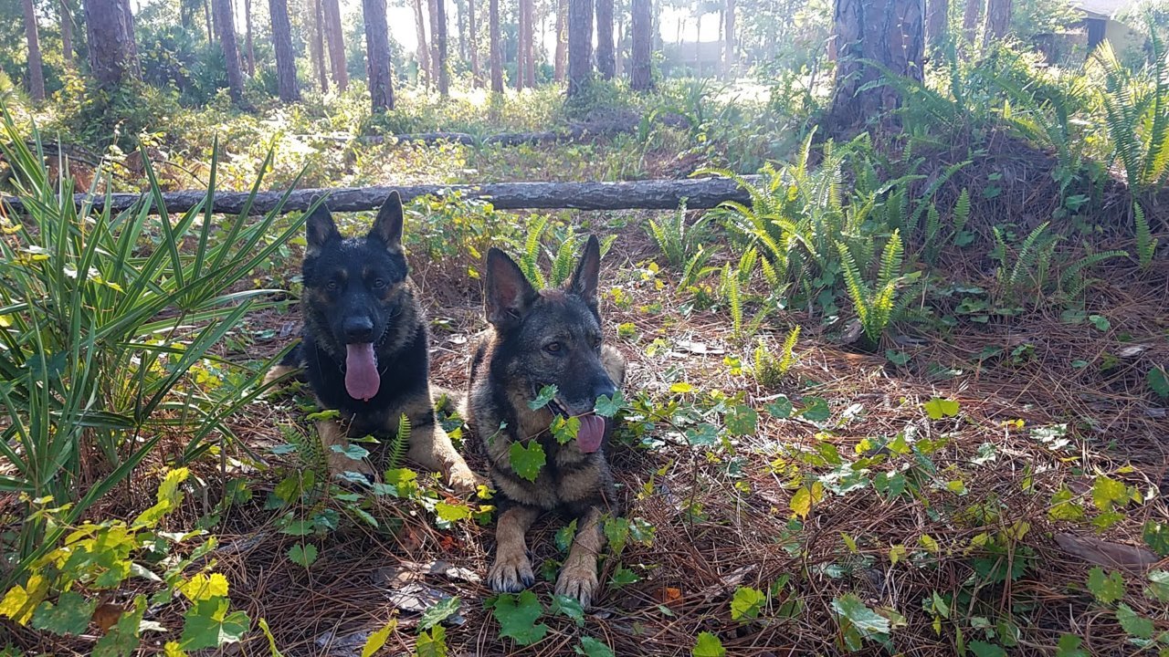 gsd.jpg