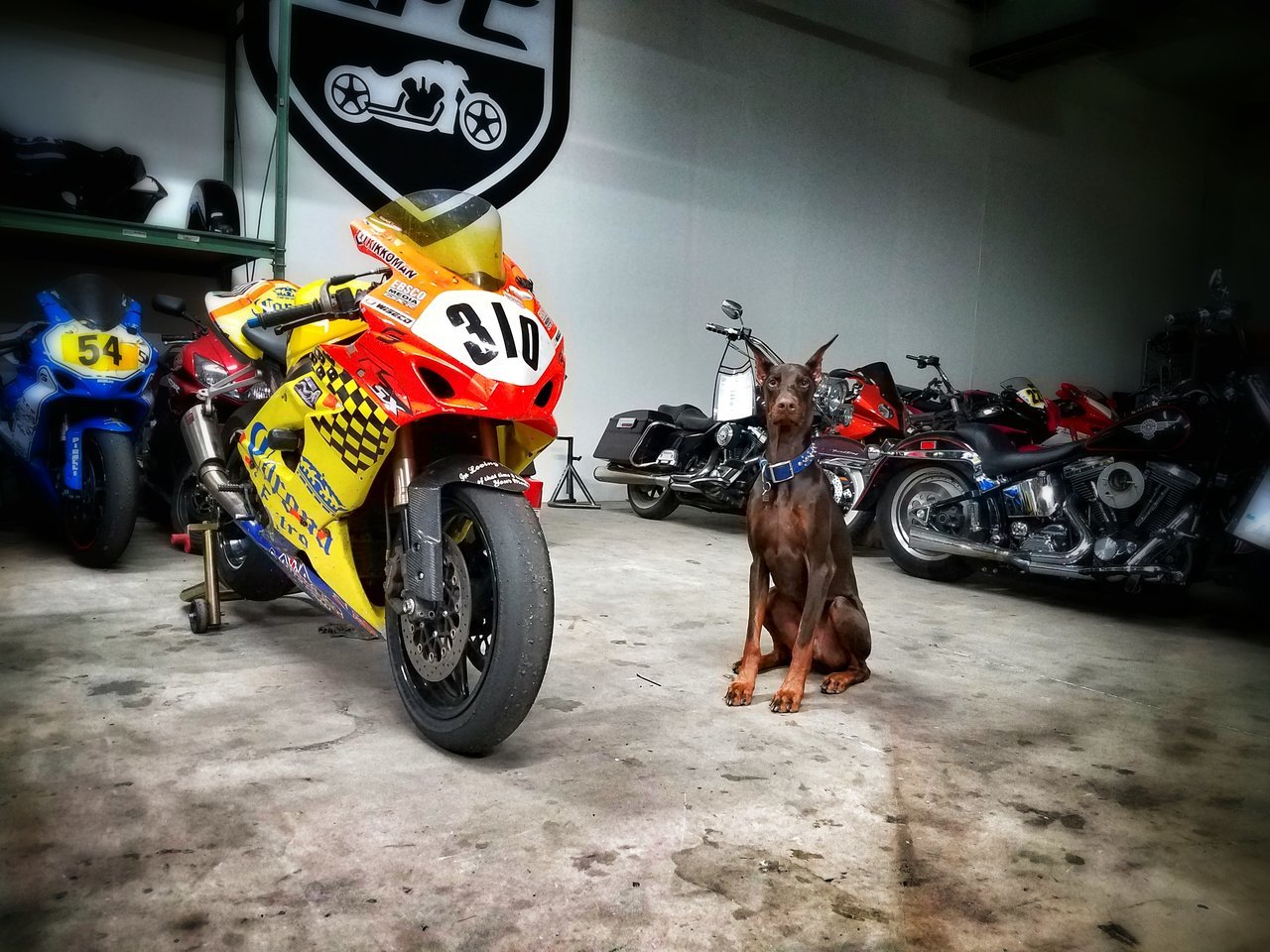 GSXR-REAP.jpg