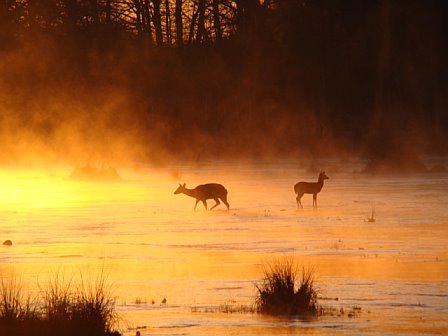 Guad River deer.jpg