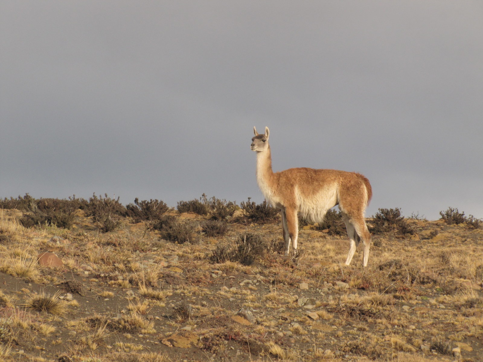 Guanaco1.jpg