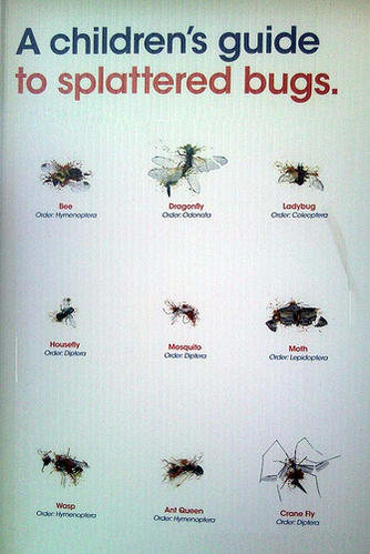 guide to splattered bugs.jpg