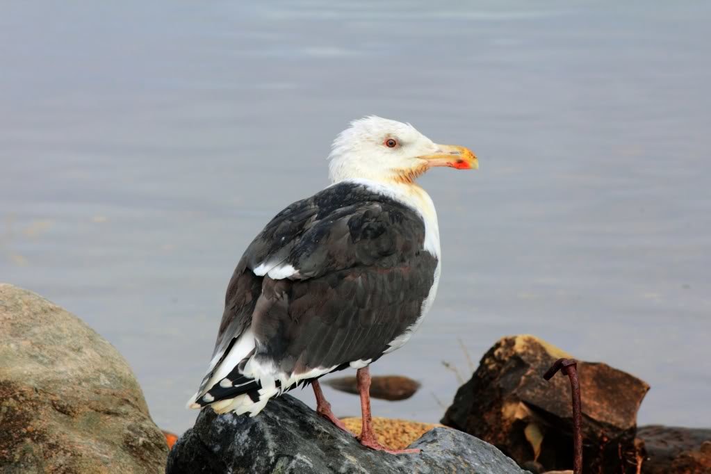 gull1_5bcfed5b967e04f1467190b17b9d3bd436d750c7.jpg