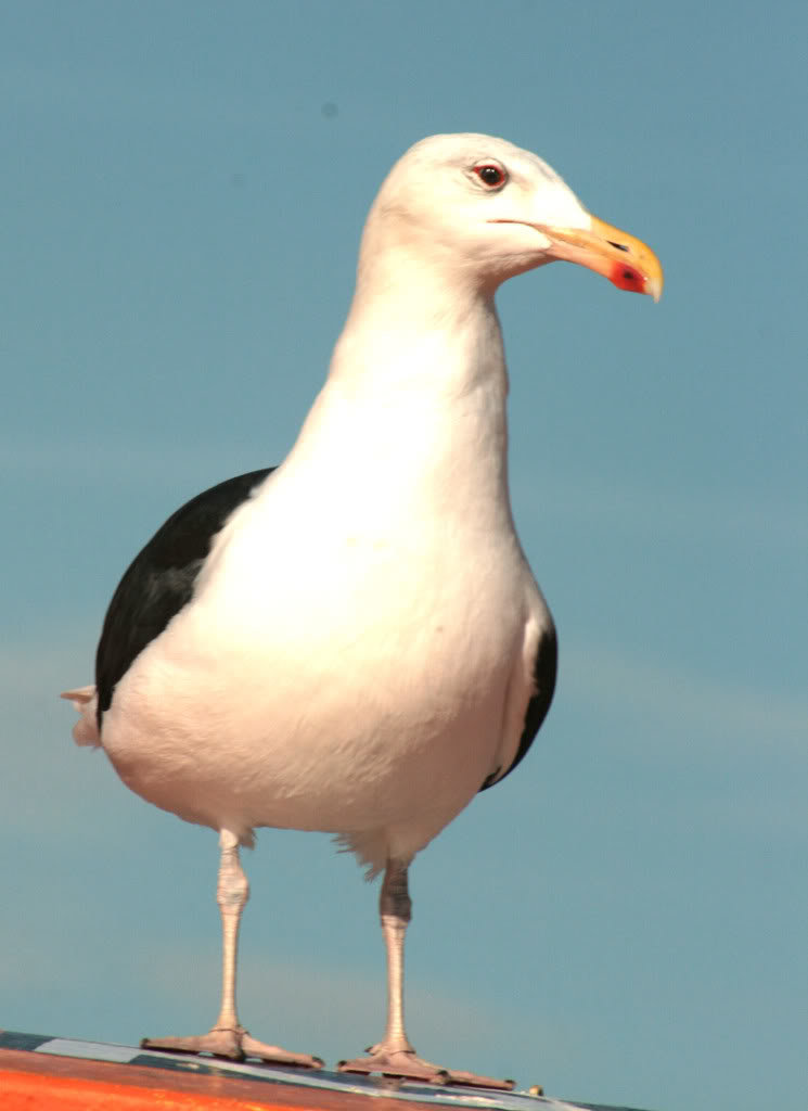 GULL_7b68431a7340718ab00f8f6b70cb05f0884f7875.jpg