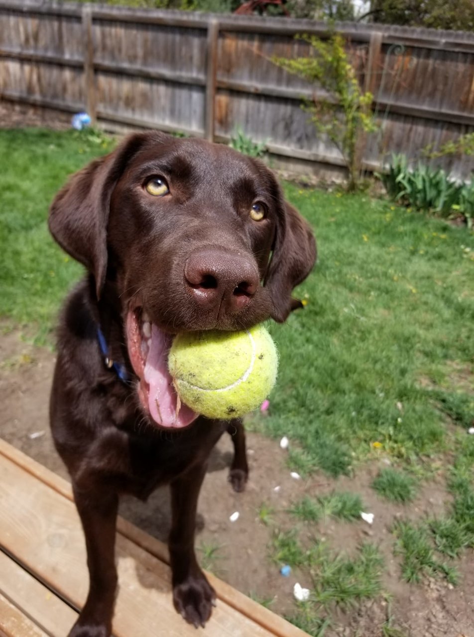 gus.jpg