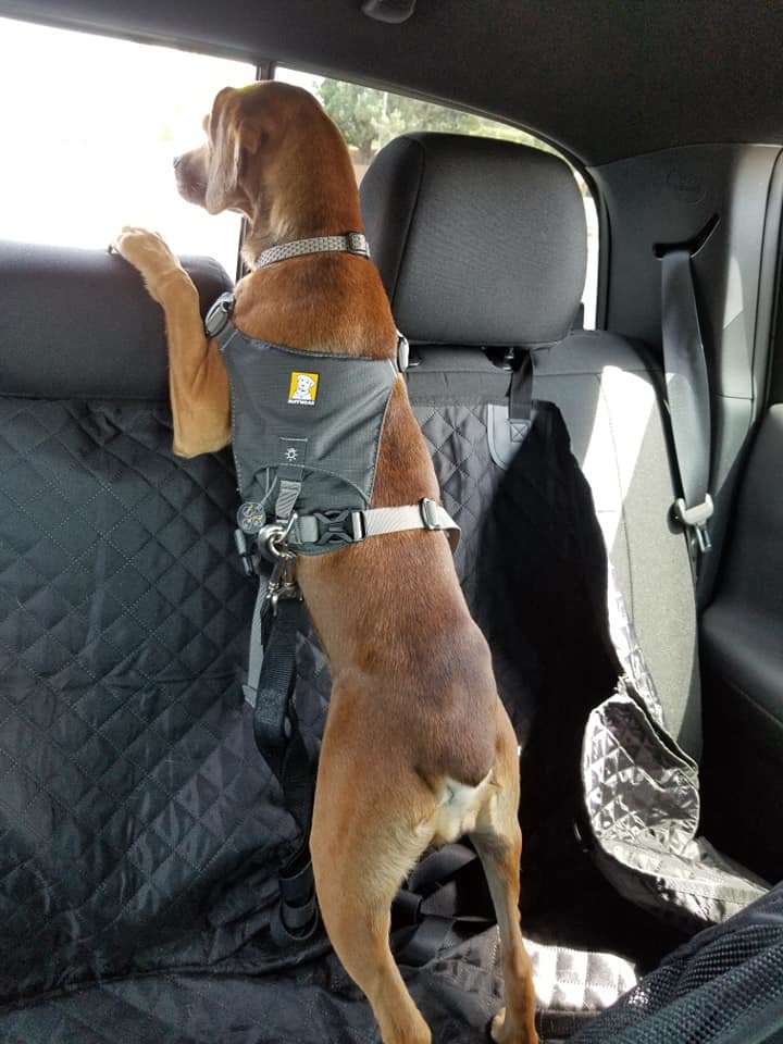 Backseat mod for dogs Tacoma World