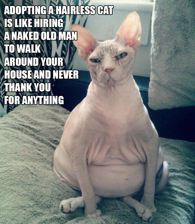 hairless.jpg