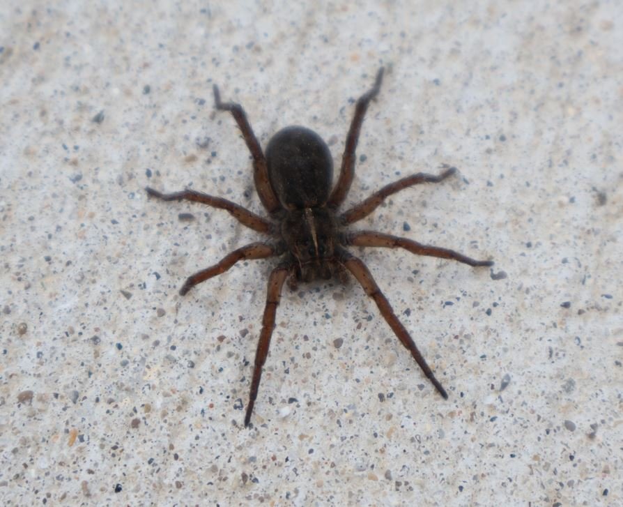 hairy.jpg