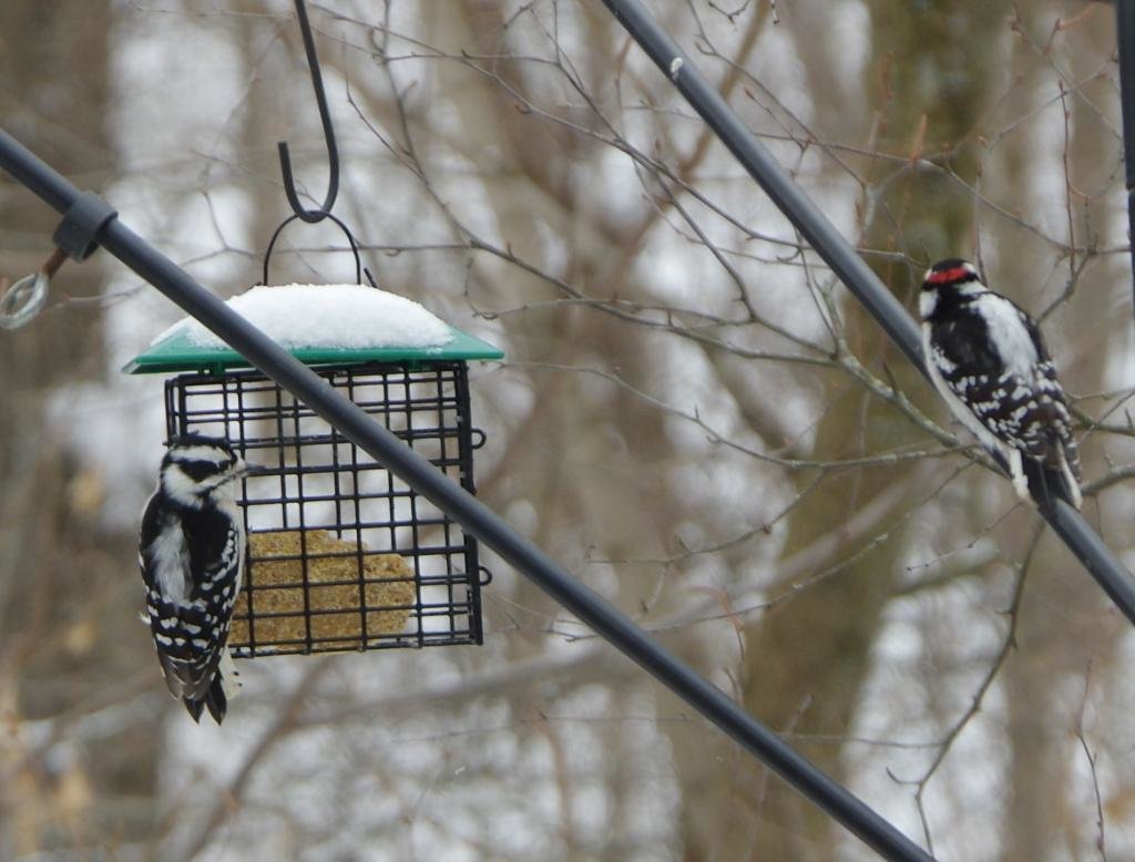 hairywoodpecker_zps56265370_43851a9c75afb8ac05acfd140b05bb932b76bbbd.jpg