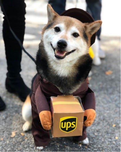 halloween-dog-parade-8.jpg