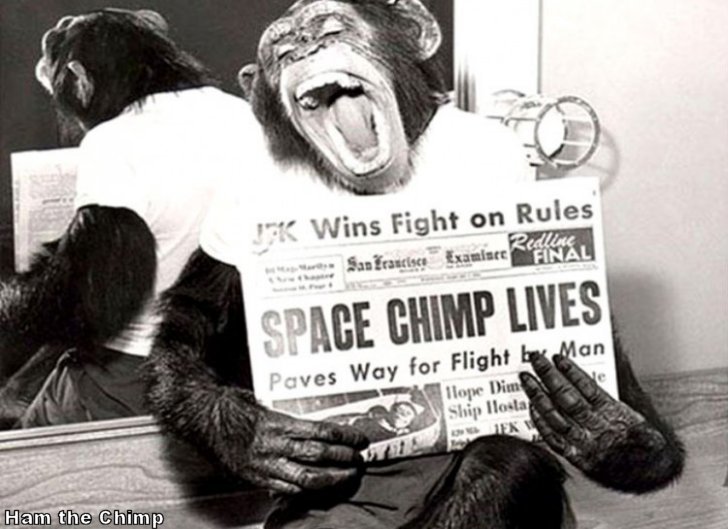 ham-the-chimp.jpg