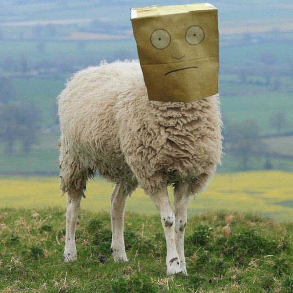 Hambledon_Hill_Sheep-picsay[1].jpg