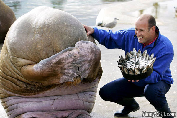 happy-birthday-walrus.jpg