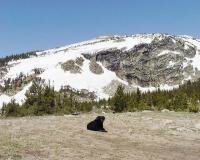 Happy dog at the Divide (2).jpg