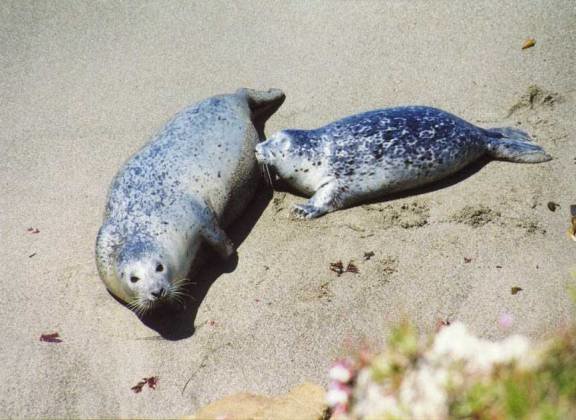 harborseal.jpg