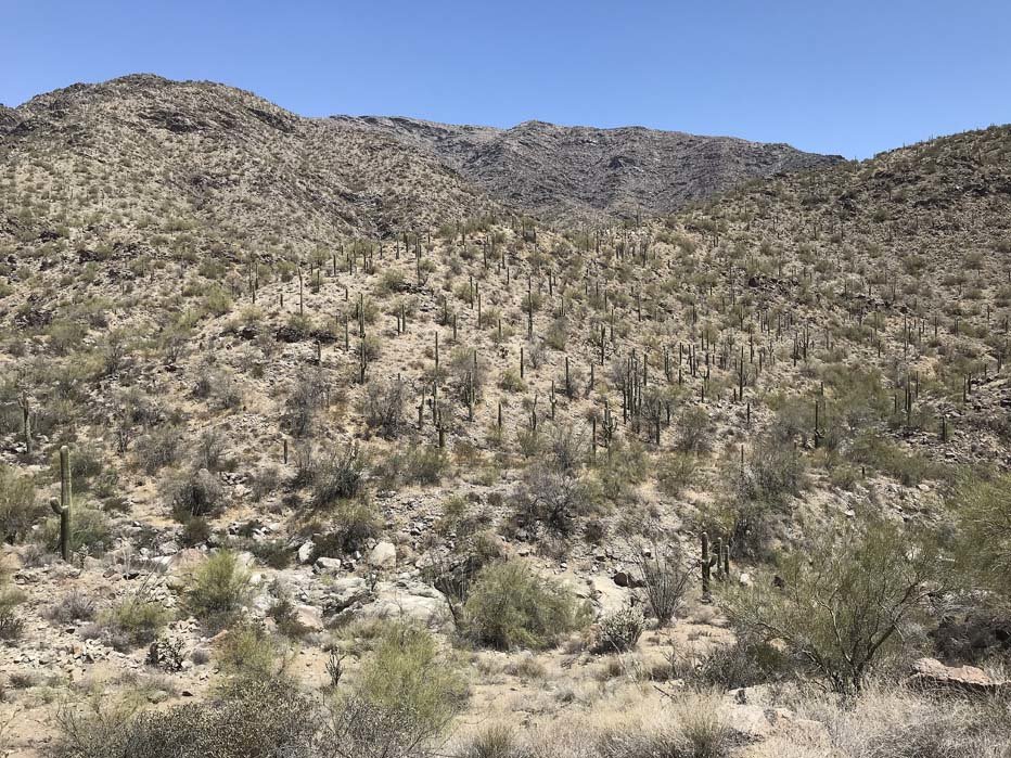 Harq_Cactifield.jpg