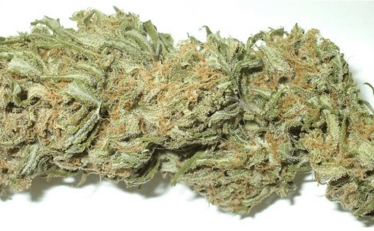 Harvesting-Marijuana.jpg