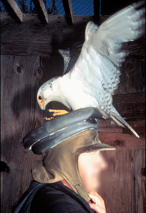 hat bird.jpg