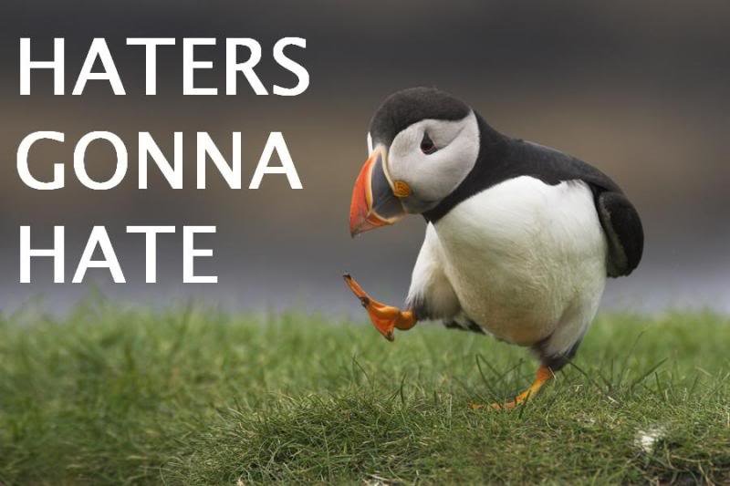 haters-gonna-hate-puffin_88428e22671047aef08bdbfbe70835a970089670.jpg
