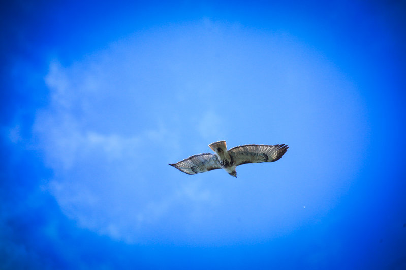 HAWK (1 of 1).jpg