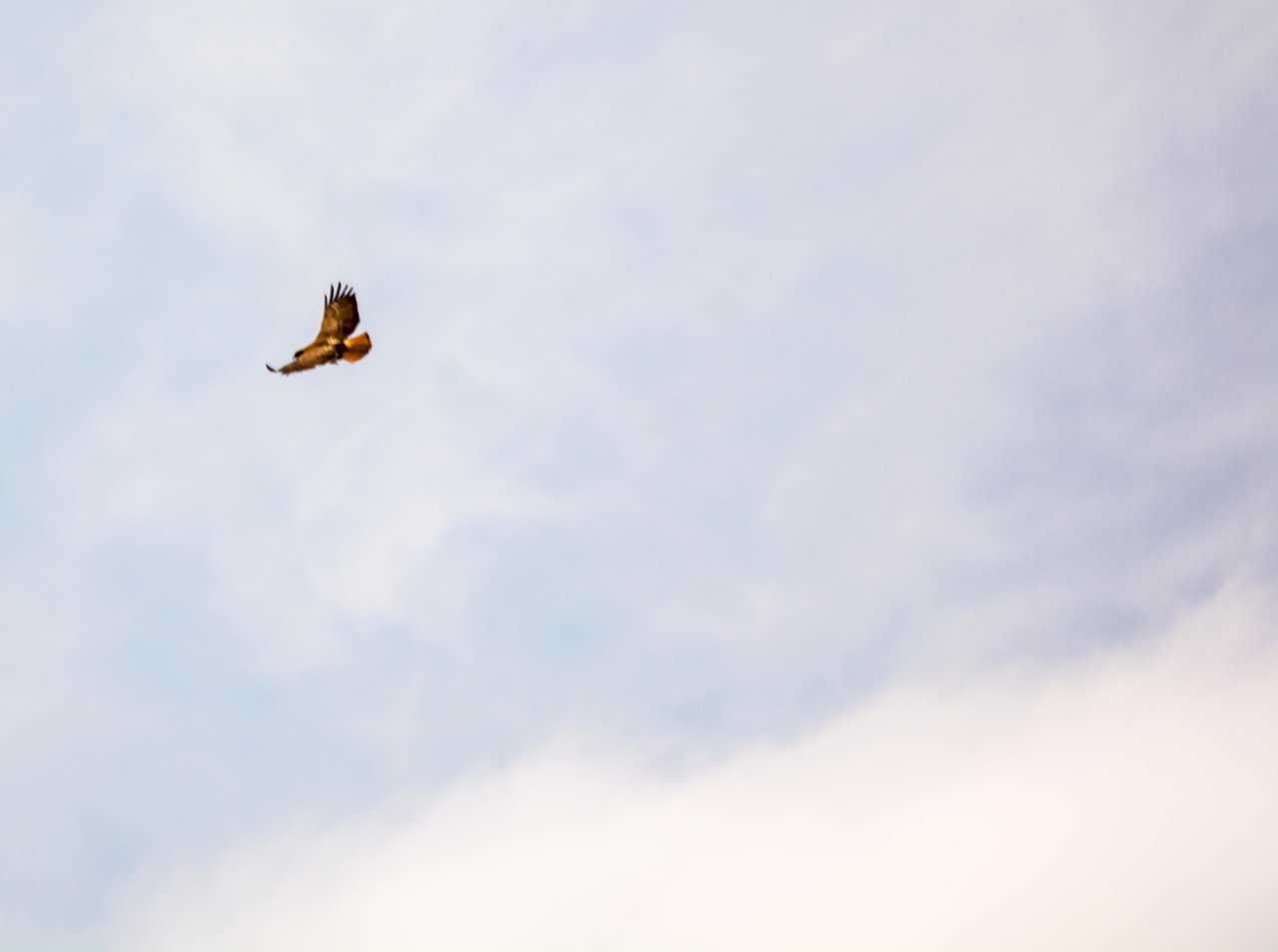 hawk (1 of 1).jpg
