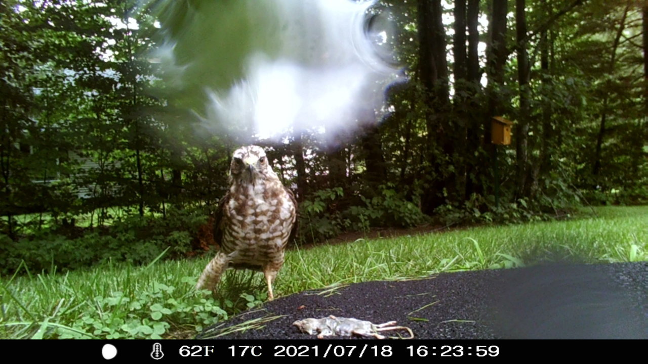 HAWK 2.jpg
