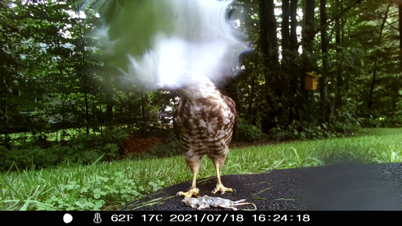 HAWK 3.jpg