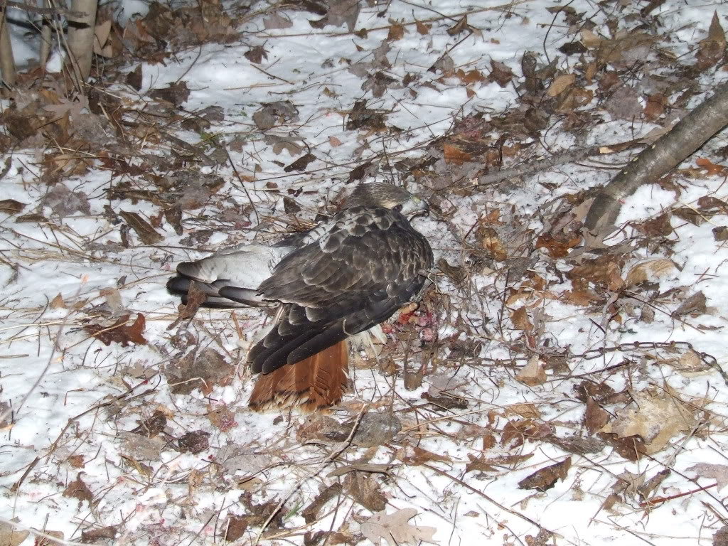 HAWK001_16ff408ca556cace901dbc99a49336fcde3d0d97.jpg